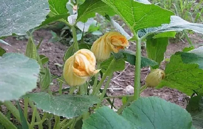 植物常识问题|南瓜苗长势很好就是不结南瓜（南瓜怎样管理才能结果）