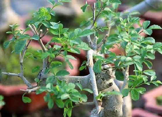 植物常识问题|白蜡盆景怎么养护长得快 养殖与管理方法