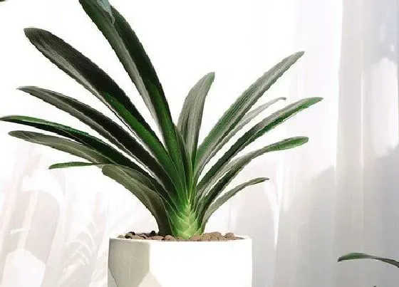 植物常识问题|养护君子兰有哪五怕现象