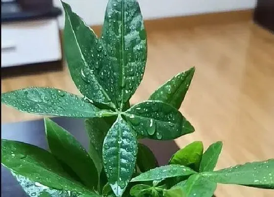 植物常识问题|夏季如何养发财树叶片油绿猛长个儿