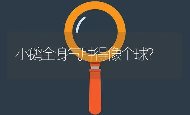 小鹅全身气肿得像个球? | 养殖问题解答