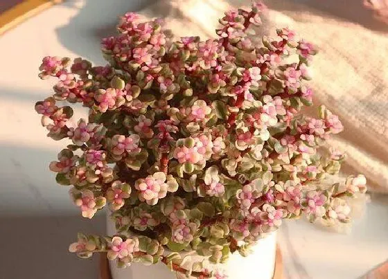 植物常识问题|金枝玉叶掉叶子是什么原因造成的