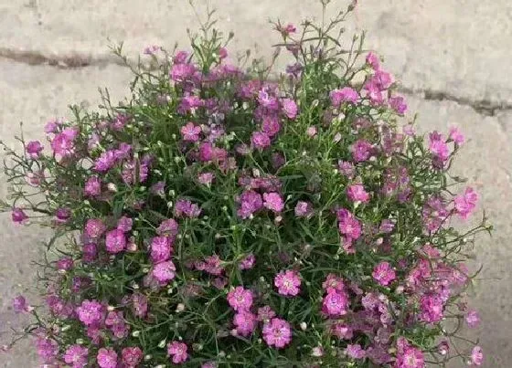 植物常识问题|如何栽种满天星开花就像星星一样多