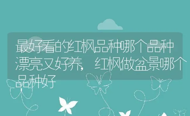 水杨梅盆景的栽培与养护,水杨梅水培怎么过冬？ | 养殖常见问题