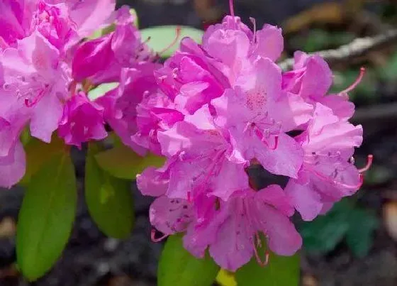 植物常识问题|杜鹃花这样养殖花朵嘟嘟往外冒