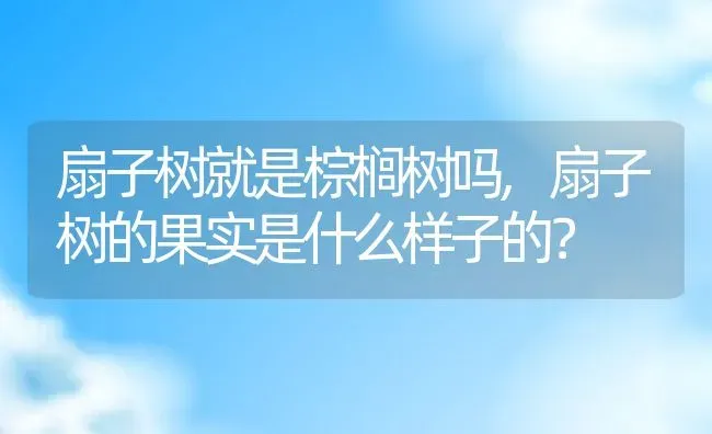 扇子树就是棕榈树吗,扇子树的果实是什么样子的？ | 养殖常见问题