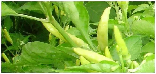 小米辣是泡椒吗 | 农业常识