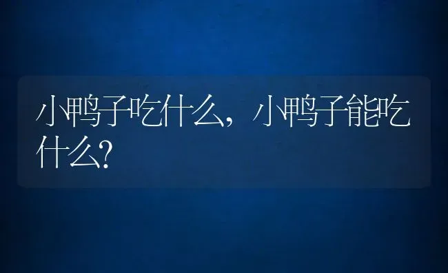 小鸭子吃什么,小鸭子能吃什么？ | 养殖常见问题