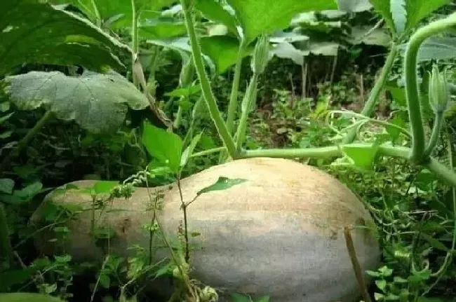 植物常识问题|南瓜苗长势很好就是不结南瓜（南瓜怎样管理才能结果）