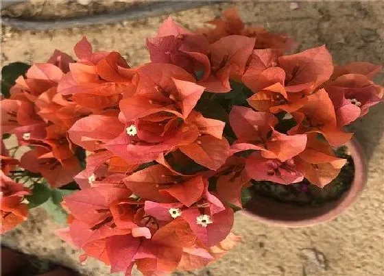 植物常识问题|开春如何养护三角梅