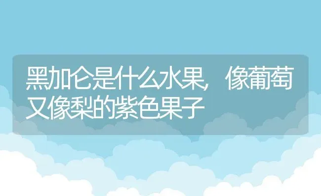 黑加仑是什么水果,像葡萄又像梨的紫色果子 | 养殖常见问题