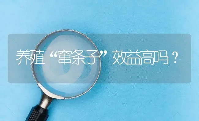养殖“窜条子”效益高吗? | 养殖问题解答