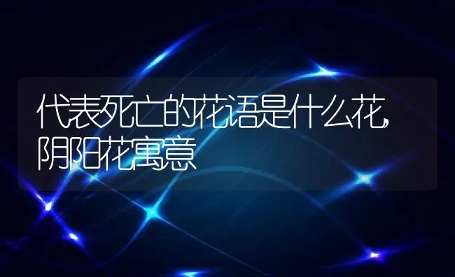 代表死亡的花语是什么花,阴阳花寓意 | 养殖常见问题