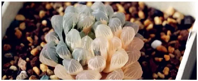 玉露怎么浇水 | 农业问题