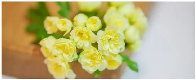 种植黄木香注意事项 | 农业常识