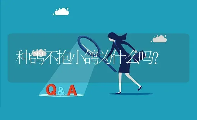 种鸽不抱小鸽为什么吗? | 养殖问题解答