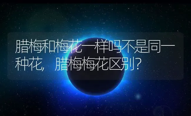 腊梅和梅花一样吗不是同一种花,腊梅梅花区别？ | 养殖常见问题