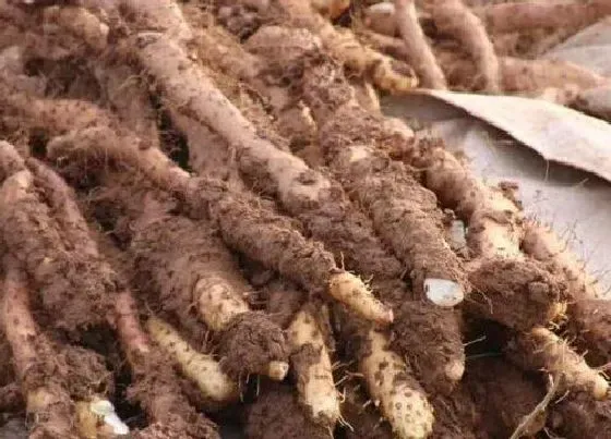 植物常识问题|山药的种植方法