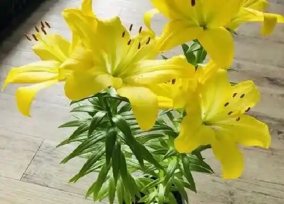 植物常识问题|食用百合的种植方法