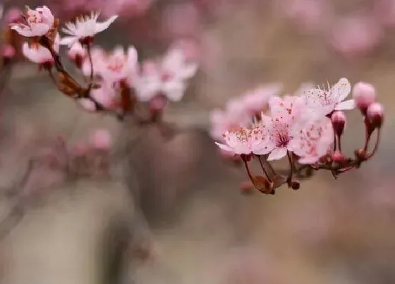 植物常识问题|梅花象征着什么意义