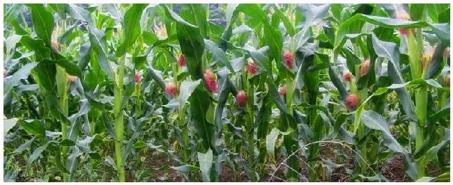 隆平208玉米种介绍 | 农业常识