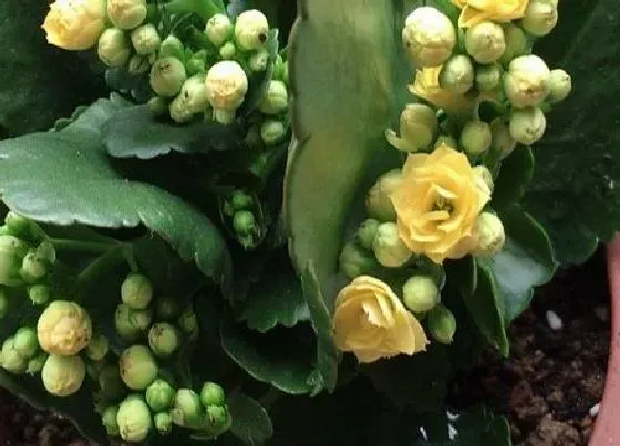 植物常识问题|砍头的长寿花老桩如何处理新芽蹭蹭冒