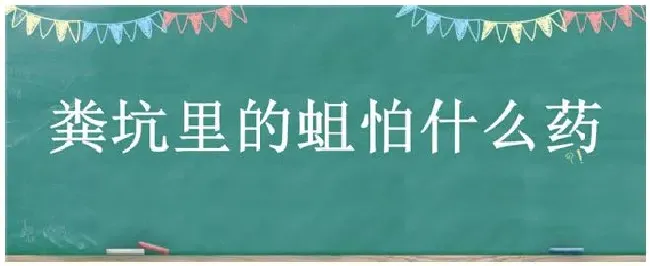 粪坑里的蛆怕什么药 | 三农答疑