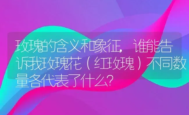 玫瑰的含义和象征,谁能告诉我玫瑰花（红玫瑰）不同数量各代表了什么？ | 养殖常见问题