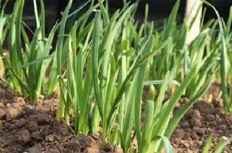 植物常识问题|露地韭菜怎样过倒春寒（种在地里的韭菜怎么过冬）