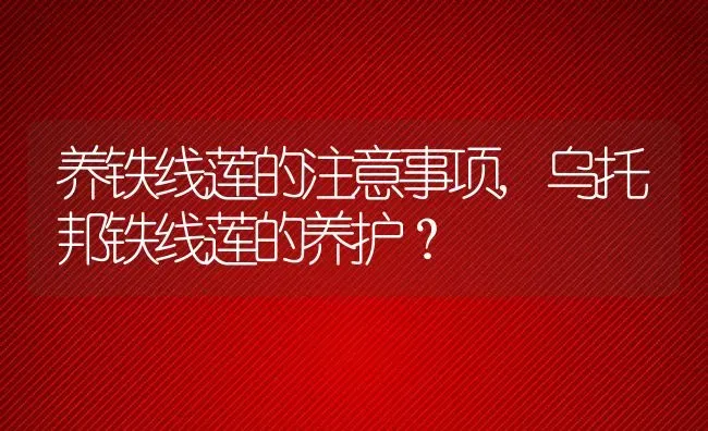 养铁线莲的注意事项,乌托邦铁线莲的养护？ | 养殖常见问题