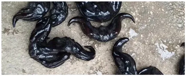 种菱角每亩多少利润 | 三农问答