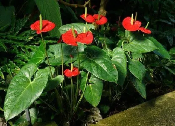 植物常识问题|夏季红掌怎么养花朵红满枝头