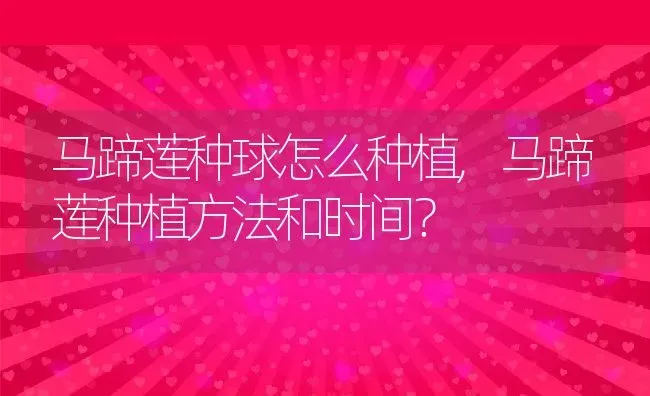 马蹄莲种球怎么种植,马蹄莲种植方法和时间？ | 养殖常见问题