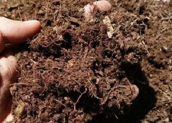 植物常识问题|家庭养花营养土配制的方法（自制栽花营养土5大配方）