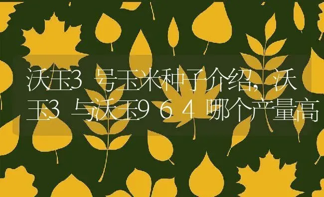 沃玉3号玉米种子介绍,沃玉3与沃玉964哪个产量高 | 养殖常见问题