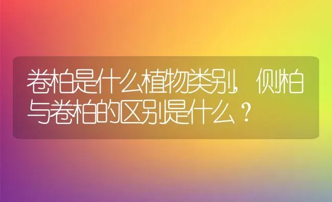 卷柏是什么植物类别,侧柏与卷柏的区别是什么？ | 养殖常见问题