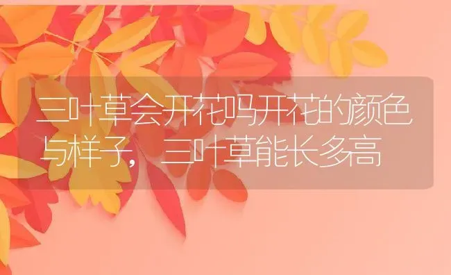 三叶草会开花吗开花的颜色与样子,三叶草能长多高 | 养殖常见问题