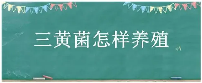 三黄菌怎样养殖 | 三农答疑