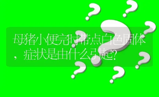母猪小便完时带点白色固体,症状是由什么引起? | 养殖问题解答