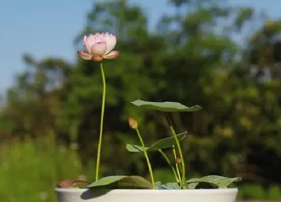 植物常识问题|碗莲只长叶子不开花怎么办