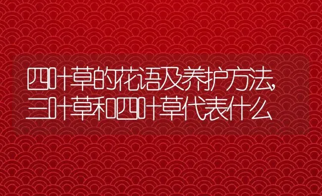 四叶草的花语及养护方法,三叶草和四叶草代表什么 | 养殖常见问题