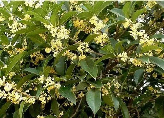 植物常识问题|桂花栽植如何处理得当