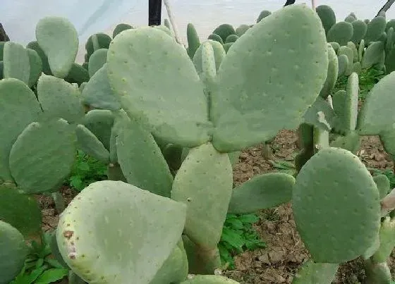 植物常识问题|不同季节如何养仙人掌越养越旺盛