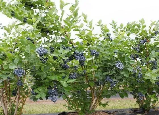 植物常识问题|盆栽蓝莓怎么养长势良好