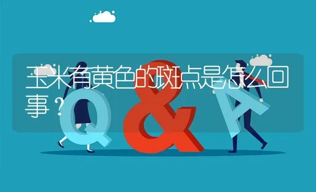 玉米有黄色的斑点是怎么回事? | 养殖问题解答