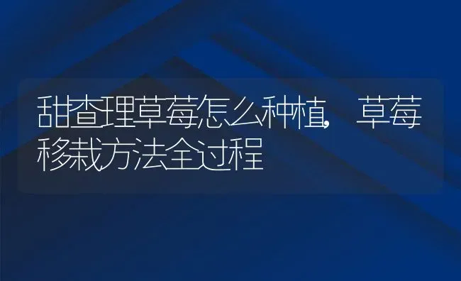 甜查理草莓怎么种植,草莓移栽方法全过程 | 养殖常见问题