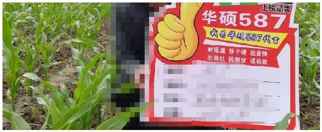华硕587玉米种子介绍 | 三农问答