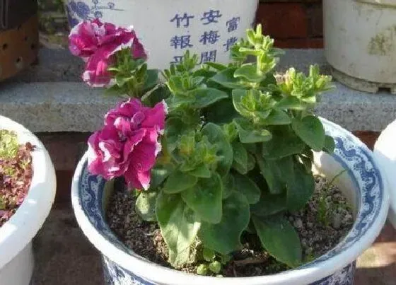 植物常识问题|冬天该怎么给花卉浇水呢