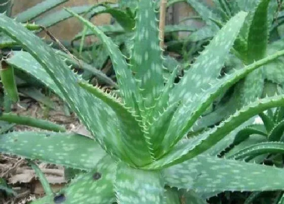 植物常识问题|芦荟品种有哪些 最好的芦荟品种图片