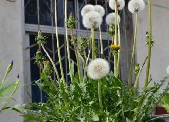 植物常识问题|蒲公英的生长过程
